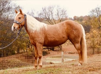 Fler ponnyer/små hästar, Valack, 13 år, 124 cm, Palomino