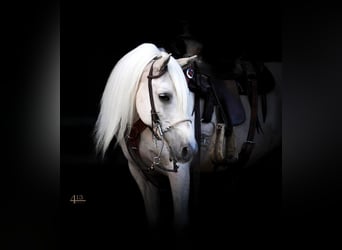 Fler ponnyer/små hästar, Valack, 13 år, 132 cm, Palomino