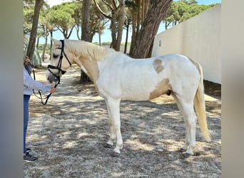 Fler ponnyer/små hästar Blandning, Valack, 13 år, 146 cm
