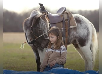 Fler ponnyer/små hästar, Valack, 13 år, 91 cm