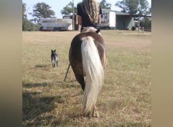 Fler ponnyer/små hästar, Valack, 13 år, 99 cm, Palomino