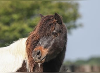 Fler ponnyer/små hästar, Valack, 14 år, 112 cm, Brun