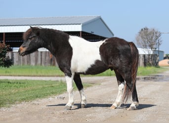 Fler ponnyer/små hästar, Valack, 14 år, 112 cm, Brun