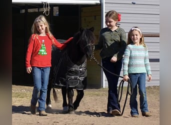 Fler ponnyer/små hästar, Valack, 14 år, 112 cm, Svart