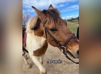 Fler ponnyer/små hästar, Valack, 14 år, 135 cm, Palomino