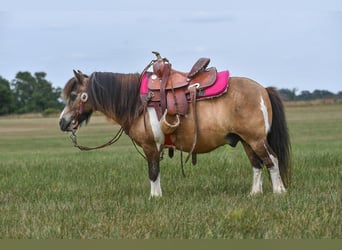 Fler ponnyer/små hästar, Valack, 14 år, 89 cm, Gulbrun