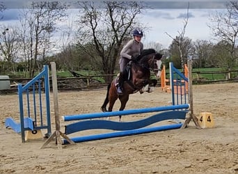 Fler ponnyer/små hästar, Valack, 15 år, 125 cm, Brun