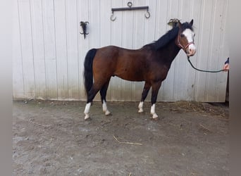 Fler ponnyer/små hästar, Valack, 15 år, 125 cm, Brun