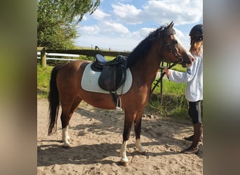 Fler ponnyer/små hästar, Valack, 15 år, 125 cm, Brun