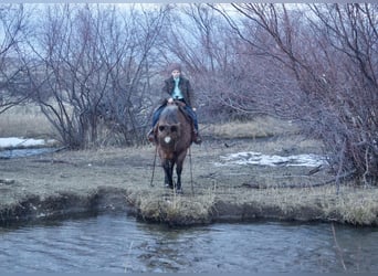 Fler ponnyer/små hästar, Valack, 15 år, 127 cm, Rödskimmel