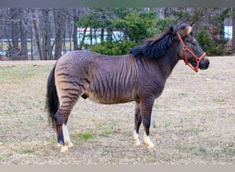 Fler ponnyer/små hästar Blandning, Valack, 16 år, Black