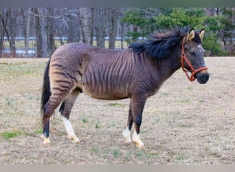 Fler ponnyer/små hästar Blandning, Valack, 16 år, Black