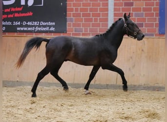 Fler ponnyer/små hästar, Valack, 2 år, 154 cm