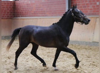 Fler ponnyer/små hästar, Valack, 2 år, 154 cm
