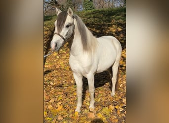 Fler ponnyer/små hästar, Valack, 3 år, 117 cm, Grå