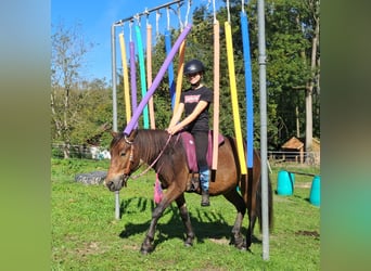 Fler ponnyer/små hästar, Valack, 3 år, 135 cm, Brun