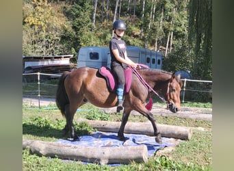 Fler ponnyer/små hästar, Valack, 3 år, 135 cm, Brun