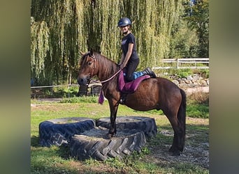 Fler ponnyer/små hästar, Valack, 3 år, 135 cm, Brun