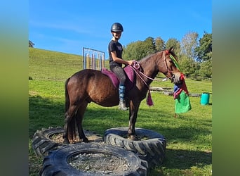 Fler ponnyer/små hästar, Valack, 3 år, 135 cm, Brun