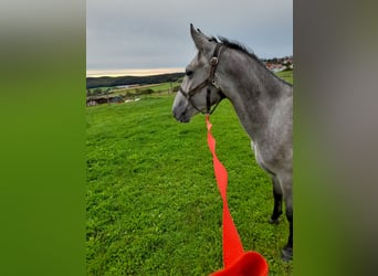 Fler ponnyer/små hästar, Valack, 3 år, 145 cm, Braunfalbschimmel