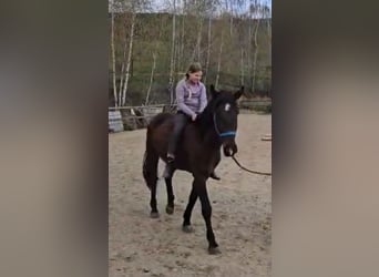 Fler ponnyer/små hästar, Valack, 3 år, 145 cm, Mörkbrun