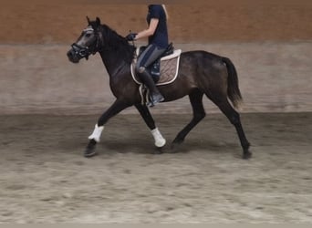 Fler ponnyer/små hästar, Valack, 3 år, 147 cm, Gulbrun