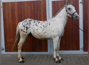 Fler ponnyer/små hästar, Valack, 3 år, 153 cm