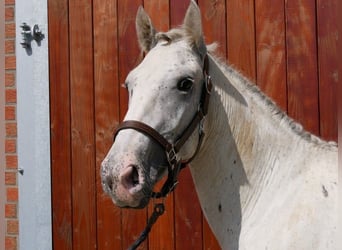 Fler ponnyer/små hästar, Valack, 3 år, 153 cm