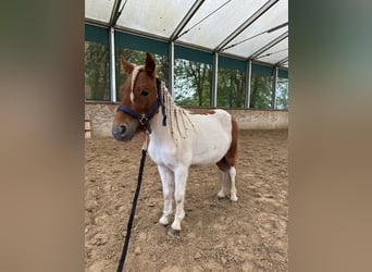 Fler ponnyer/små hästar, Valack, 3 år, 90 cm, Pinto