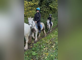 Fler ponnyer/små hästar, Valack, 4 år, 116 cm, Kan vara vit