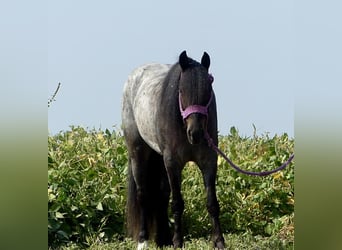 Fler ponnyer/små hästar Blandning, Valack, 4 år, 135 cm, Konstantskimmel