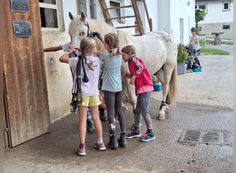 Fler ponnyer/små hästar Blandning, Valack, 4 år, 140 cm, Leopard-Piebald