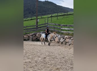 Fler ponnyer/små hästar Blandning, Valack, 4 år, 140 cm, Leopard-Piebald