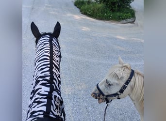 Fler ponnyer/små hästar Blandning, Valack, 4 år, 140 cm, Leopard-Piebald