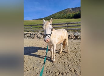 Fler ponnyer/små hästar Blandning, Valack, 4 år, 140 cm, Leopard-Piebald