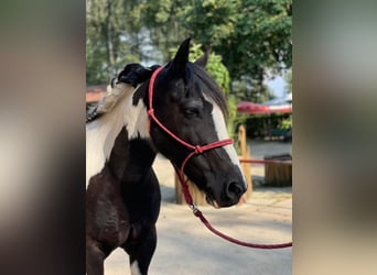 Fler ponnyer/små hästar, Valack, 4 år, 140 cm, Rökfärgad svart