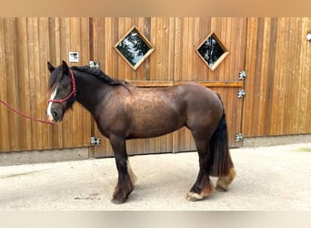 Fler ponnyer/små hästar, Valack, 4 år, 140 cm, Rökfärgad svart