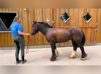 Fler ponnyer/små hästar, Valack, 4 år, 140 cm, Rökfärgad svart