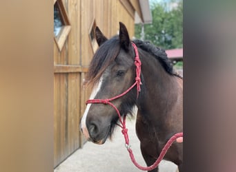 Fler ponnyer/små hästar, Valack, 4 år, 140 cm, Rökfärgad svart