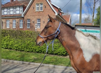 Fler ponnyer/små hästar, Valack, 4 år, 140 cm, Rökfärgad svart