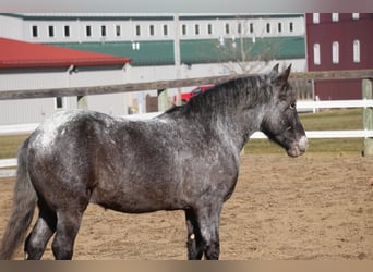 Fler ponnyer/små hästar Blandning, Valack, 4 år, 142 cm, Konstantskimmel