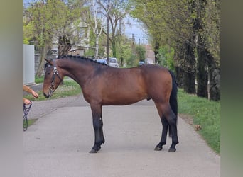 Fler ponnyer/små hästar, Valack, 4 år, 146 cm, Brun