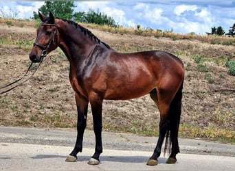 Fler ponnyer/små hästar, Valack, 4 år, 165 cm, Brun