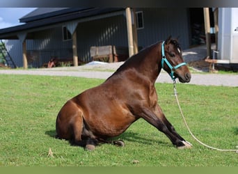 Fler ponnyer/små hästar, Valack, 5 år, 102 cm, Brun