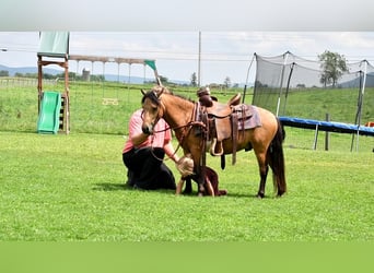 Fler ponnyer/små hästar, Valack, 5 år, 112 cm, Gulbrun
