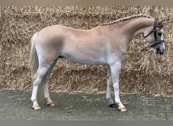 Fler ponnyer/små hästar, Valack, 5 år, 123 cm, Fux