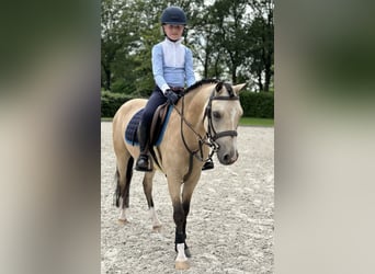 Fler ponnyer/små hästar, Valack, 5 år, 126 cm, Gulbrun