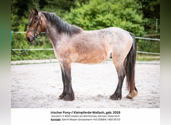 Fler ponnyer/små hästar, Valack, 5 år, 132 cm, Rödskimmel