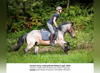 Fler ponnyer/små hästar, Valack, 5 år, 132 cm, Rödskimmel