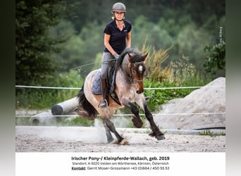 Fler ponnyer/små hästar, Valack, 5 år, 132 cm, Rödskimmel